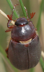 Phyllophaga impar
