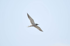 Sterna hirundo longipennis