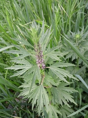 Leonurus quinquelobatus