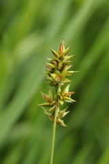 Carex spicata