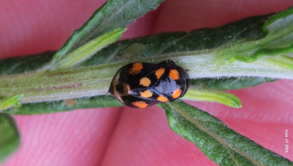 Penthimia dorsimaculata