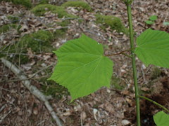 Acer tegmentosum