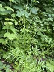 Cardamine impatiens