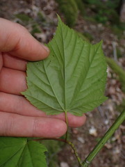 Acer tegmentosum