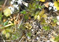 Acaena microphylla pauciglochidiata