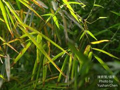 Bambusa rigida