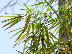 Bambusa rigida
