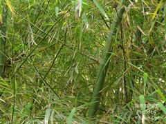Bambusa rigida