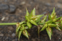 Carex spicata