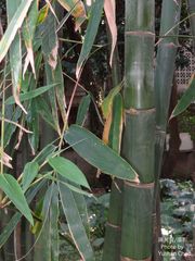 Bambusa rigida