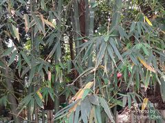Bambusa rigida