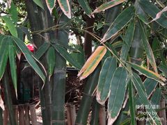 Bambusa rigida