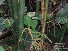 Bambusa rigida