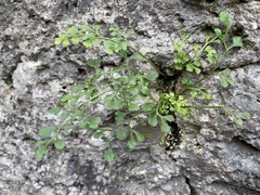 Asplenium ruta-muraria
