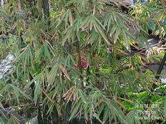 Bambusa rigida