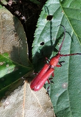 Pyrestes curticornis