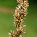Carex diandra - Photo (c) Robert Wernerehl,  זכויות יוצרים חלקיות (CC BY-NC-SA), הועלה על ידי Robert Wernerehl