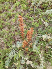 Orobanche artemisiae-campestris