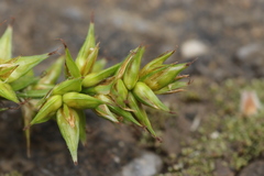 Carex spicata