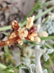 Orobanche artemisiae-campestris