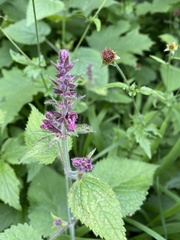 Stachys sylvatica