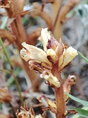 Orobanche artemisiae-campestris