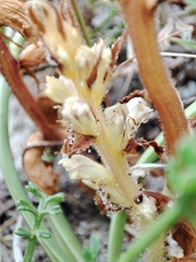 Orobanche artemisiae-campestris