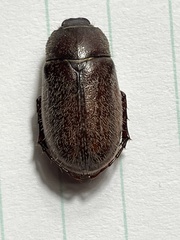 Phyllophaga crenulata