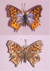 Chrysoritis brooksi tearei