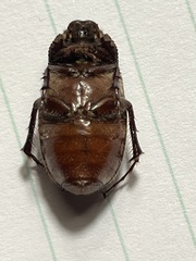 Phyllophaga crenulata