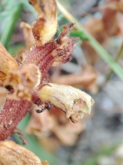Orobanche artemisiae-campestris