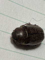 Phyllophaga crenulata