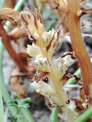 Orobanche artemisiae-campestris