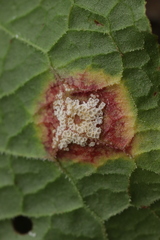 Puccinia phragmitis