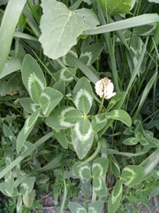 Trifolium ambiguum