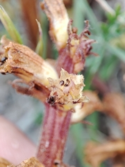 Orobanche artemisiae-campestris
