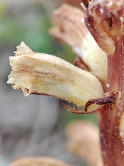 Orobanche artemisiae-campestris