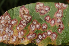 Puccinia phragmitis