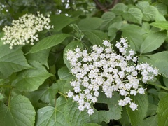 Sambucus nigra