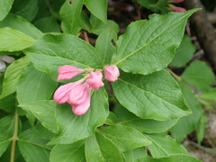 Weigela hortensis