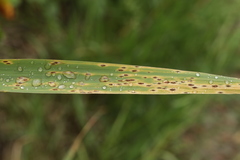 Puccinia phragmitis