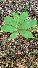 Asimina triloba