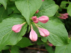 Weigela hortensis