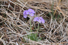 Primula farinosa