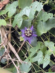 Passiflora amethystina