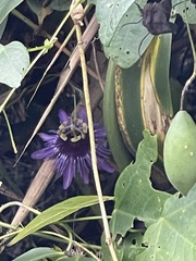 Passiflora amethystina