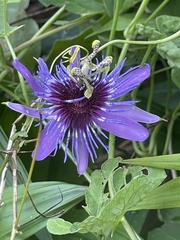 Passiflora amethystina