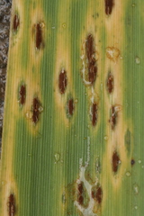 Puccinia phragmitis