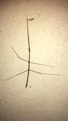 Exocnophila