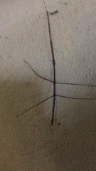 Exocnophila